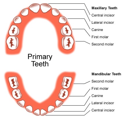 Primary Teeth